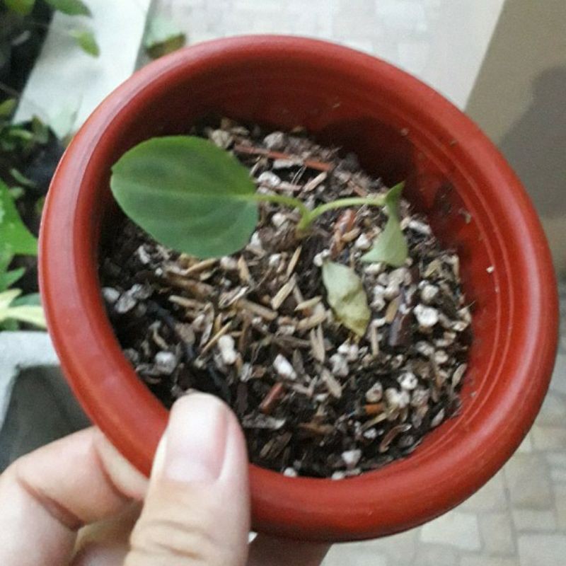 bibit philodendron verrucosum