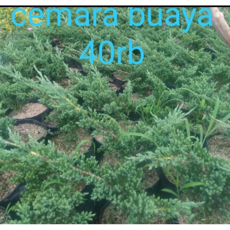 bahan bonsai cemara buaya