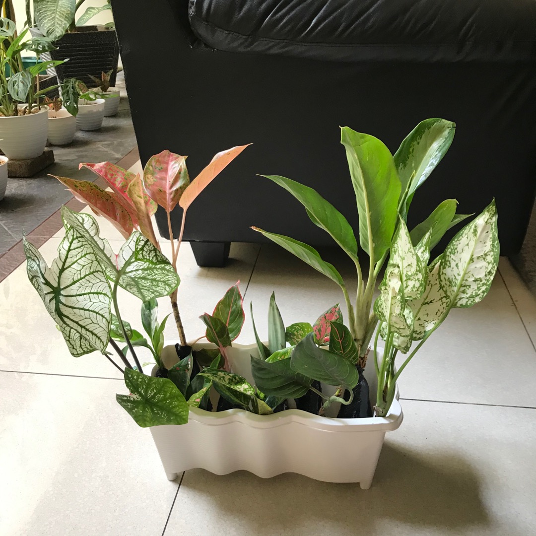 Tanaman Hias Bibit Aglonema Venus