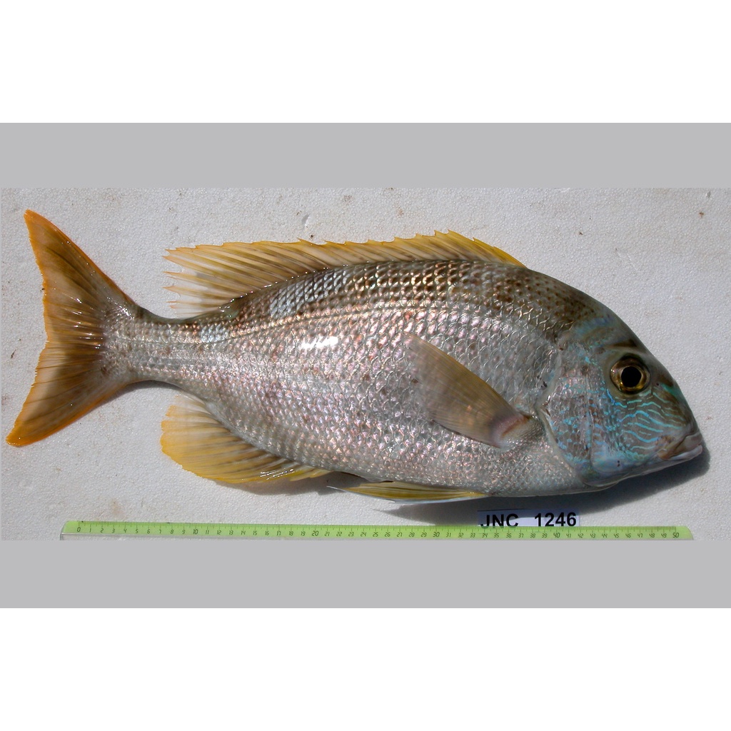 

Kakap Putih Lolosi/Robinson Seabream