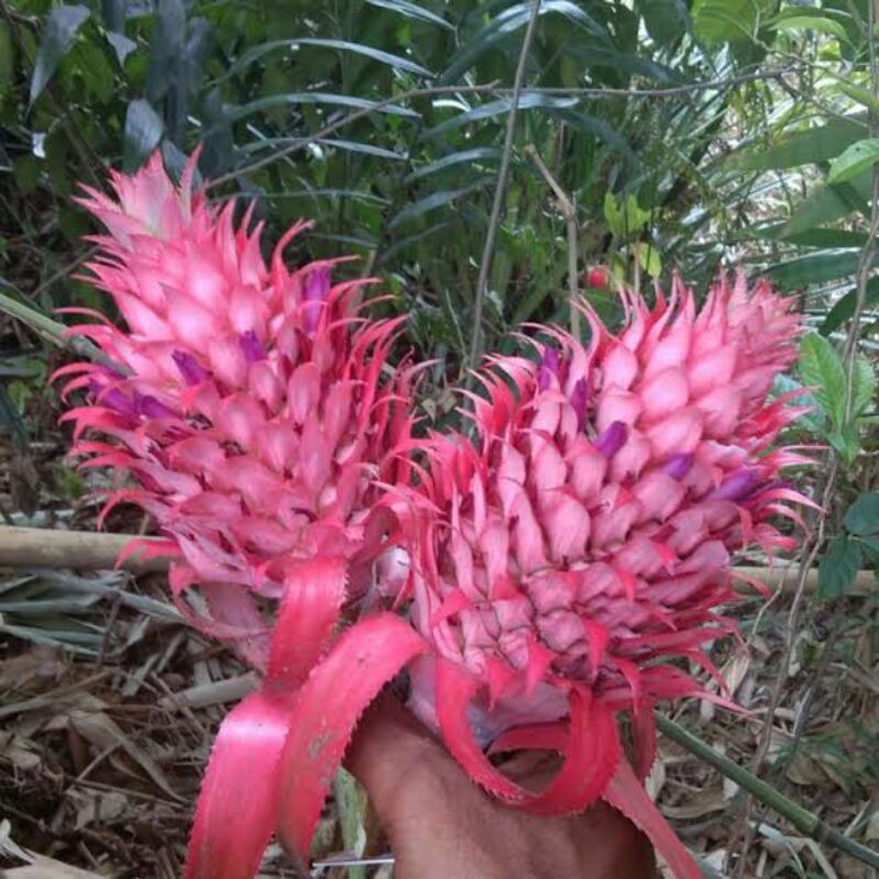 NANAS MERAH MUDA