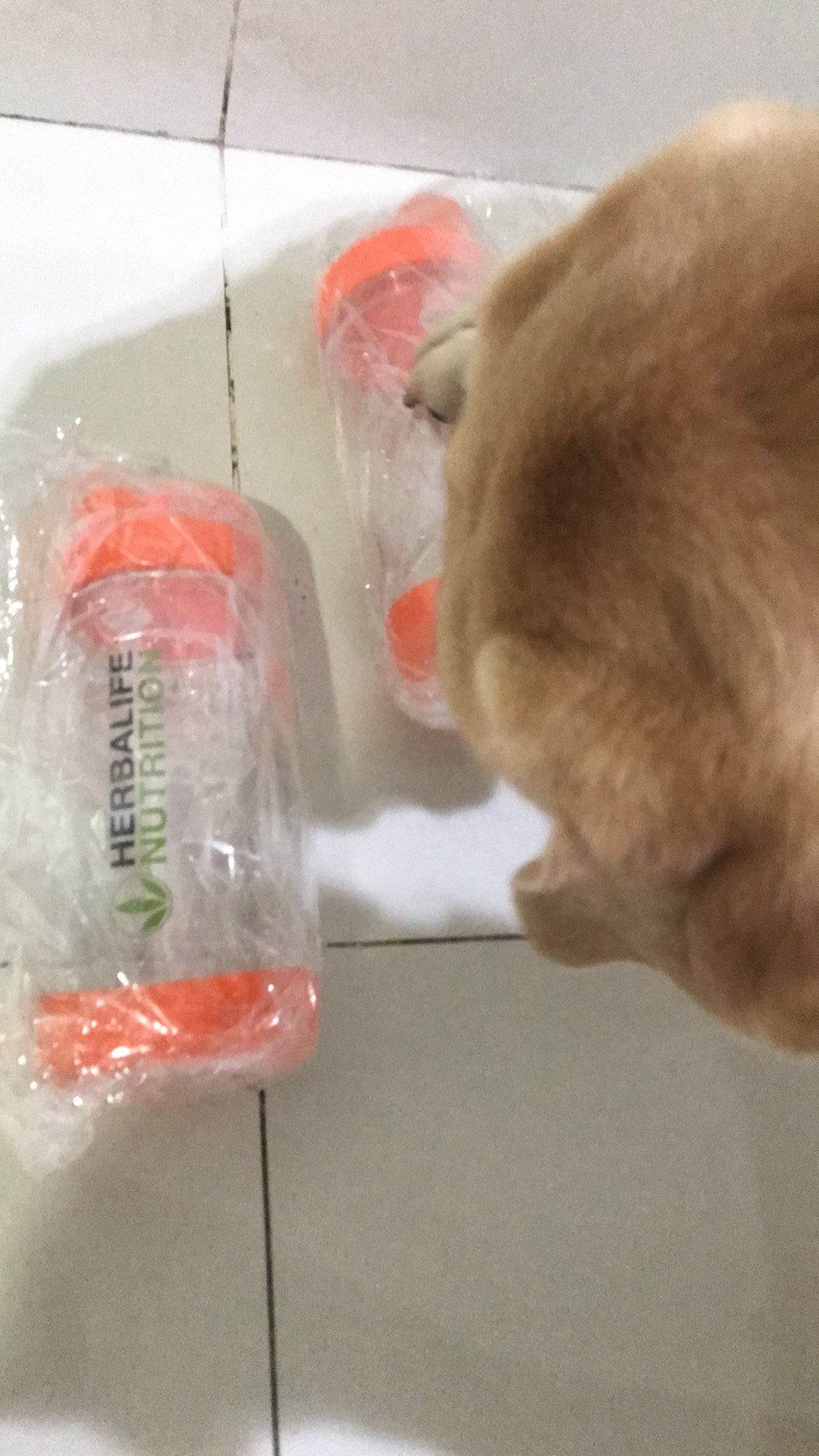 Botol Minum Herbalife