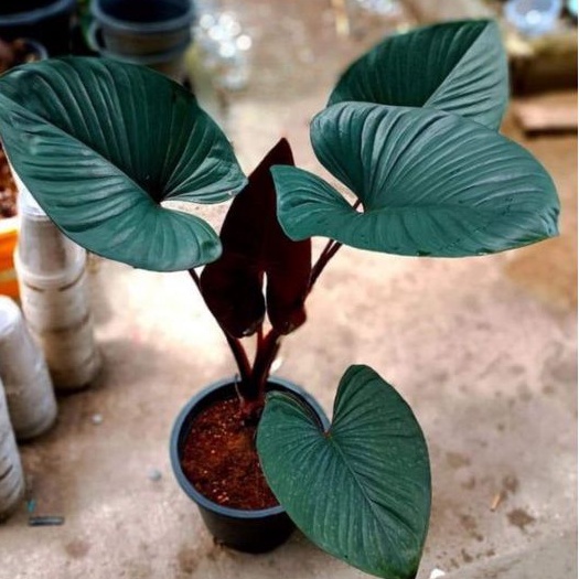 Homalomena black Red rawatan sp Borneo bergaransi resmi