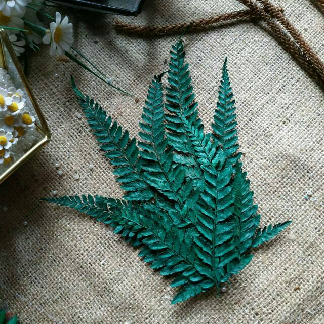Daun Paku kering