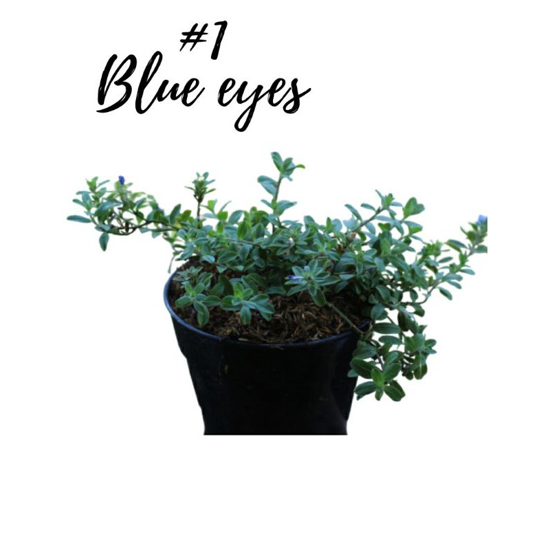 TANAMAN HIAS BLUE EYES |  BORAGINACEAE | COD | TANAMAN HIAS MURAH BERBUNGA