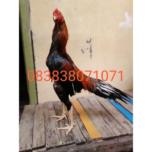 Vitamin Anak Ayam Bonus Anakan Ayam ShamoTrad Ekor Lidi