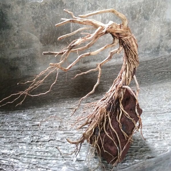 Akar Senggani Aquascape | Akar Senggani Lilitan | Akar Senggani Kupas