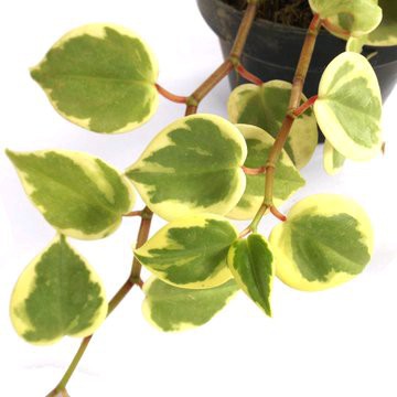 TANAMAN HIAS PEPEROMIA SCANDENS - tanaman gantung