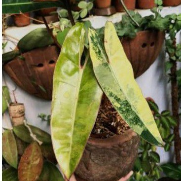 Burle Marx Varigata Bukan Bilitiae Varigata