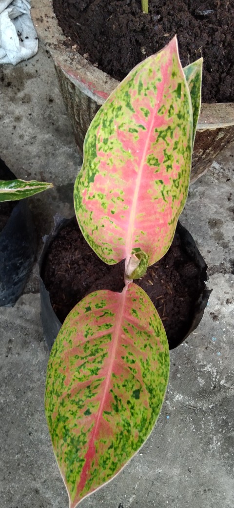 Aglonema Buterfly Induk