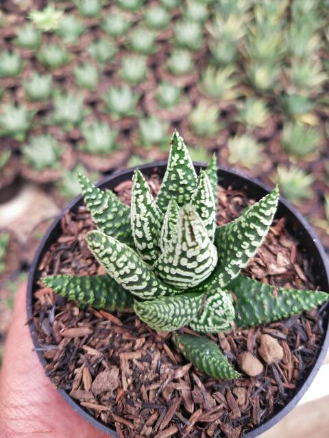 Tanaman hias kaktus dan sukulen Haworthia little circle/donut