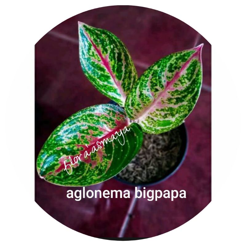 tanaman hias anakan aglonema big papa murah/tanaman hias aglonema big papa