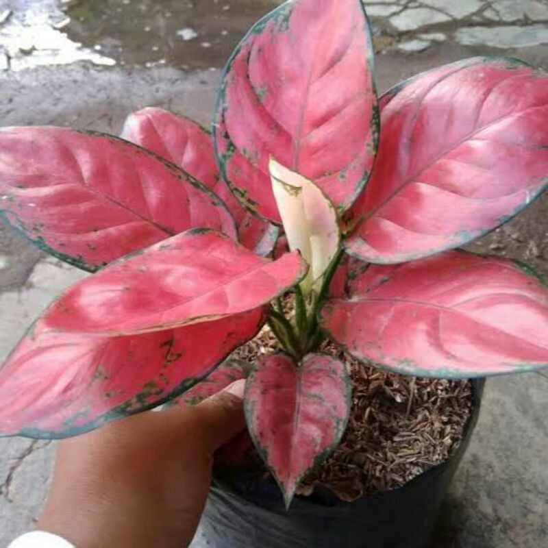 AGLONEMA RED ANJAMANI-RED ANJAMANI-Aglonema-aglaonema red anjamani-Tanaman hias red anjamani