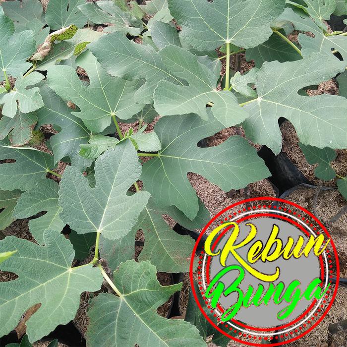 KW1 TANAMAN BUAH ARA PURPLE JORDAN ADA