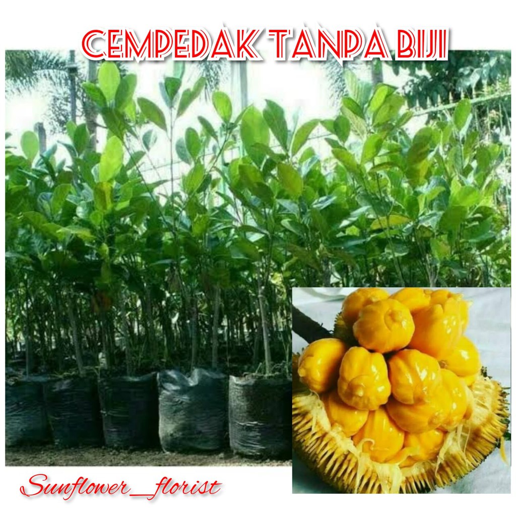 Bibit Cempedak tanpa biji