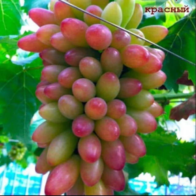 Bibit Anggur Import MUSCAT BRILIANT Grafting