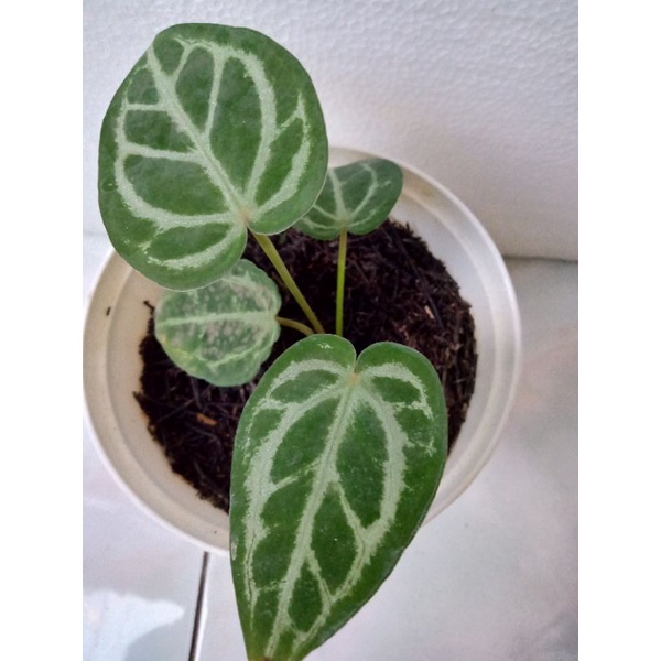 Tanaman Hias Kuping Gajah RED SILVER HOPE X FORGETTY