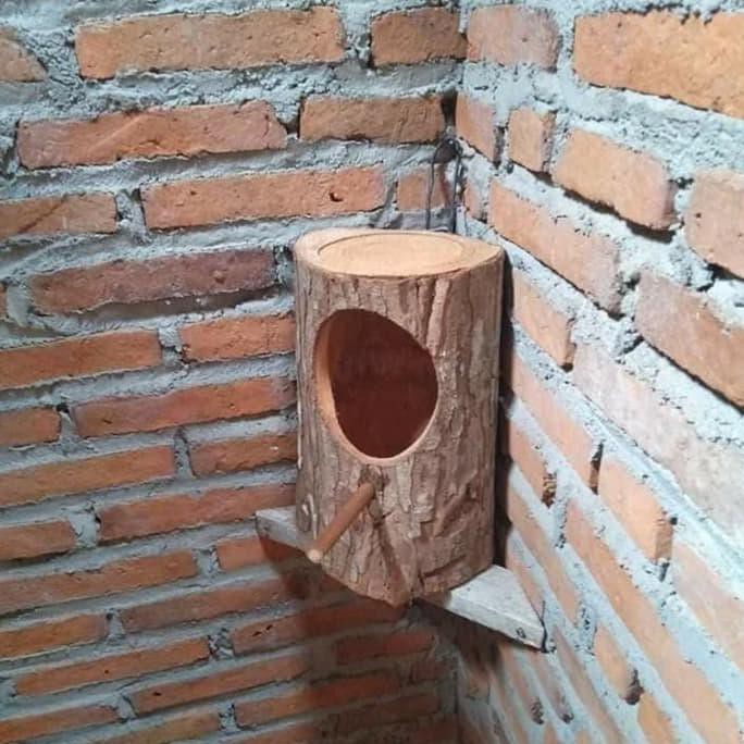 Kualitas Terbaik] Sarang Burung Murai Batu , Glodok Murai Batu