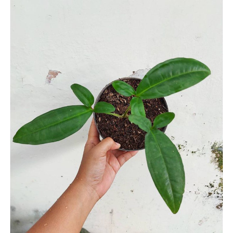 Tanaman hias syngonium auritum