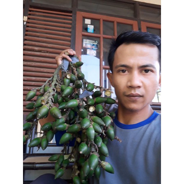 

Buah Pinang Muda Asli 1 Kg - GRATIS Daun Kumis Kucing