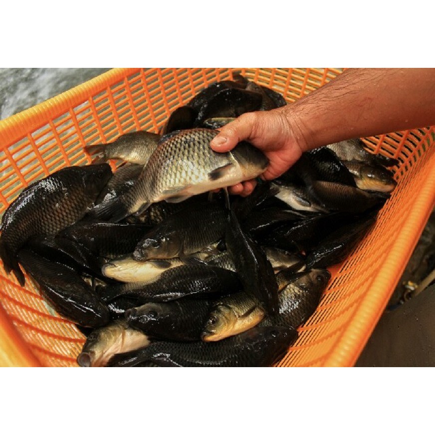 

Ikan Mas Segar Ikan Emas Fresh 1kg & 500gr