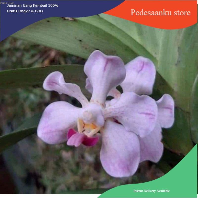 Anggrek vanda dewasa spesies