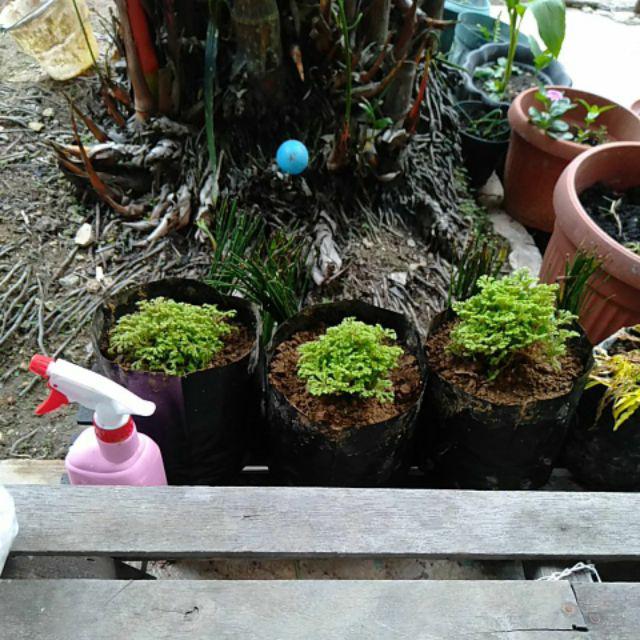 Tanaman Hias - Bibit Bunga Ande Lumut