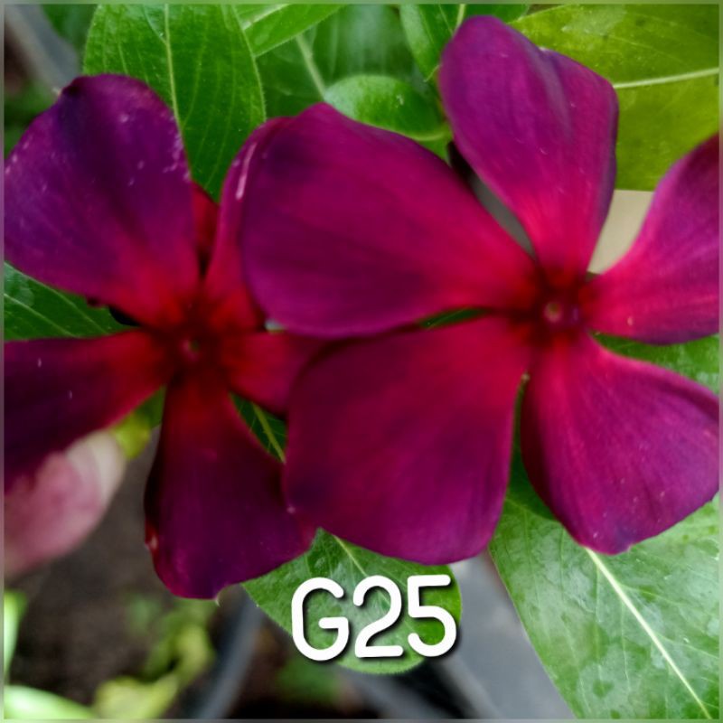 benih vinca gantung G25.vinca.bunga vinca juntai.benih vinca.vinca juntai.bunga vinca.biji bungavinc