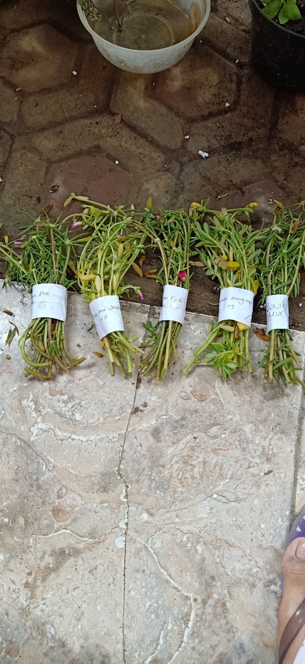 Stek Mossrose / Portulaca / Krokot  Tumpuk Warna Merah  (perbatang)