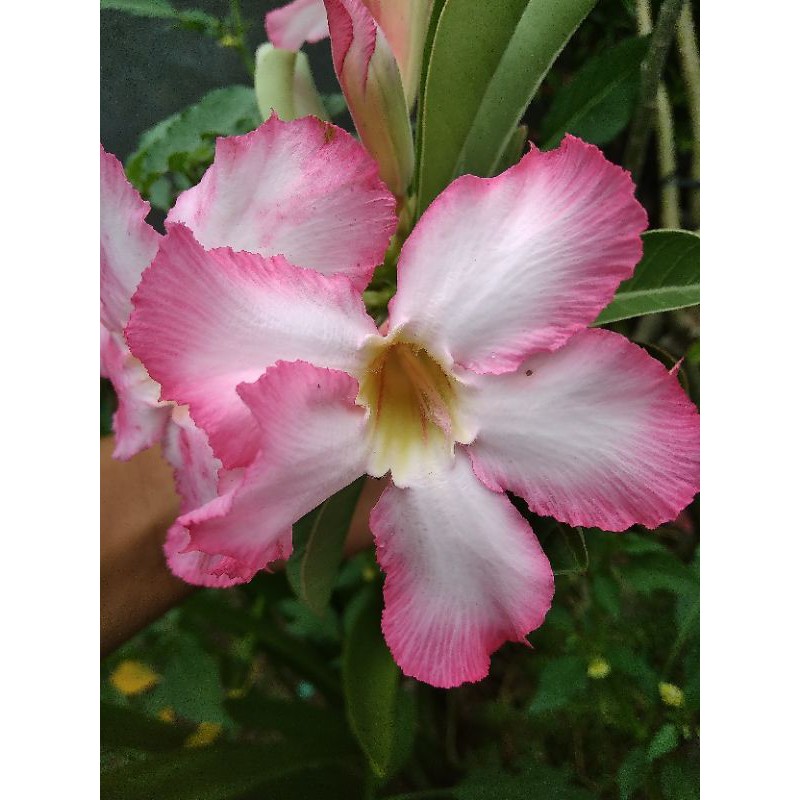 benih seed adenium kamboja mix