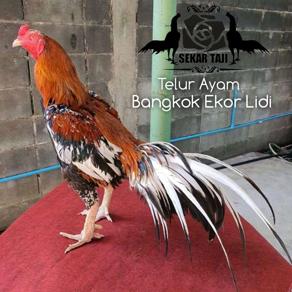 ayam ekor lidi asli telor fertil