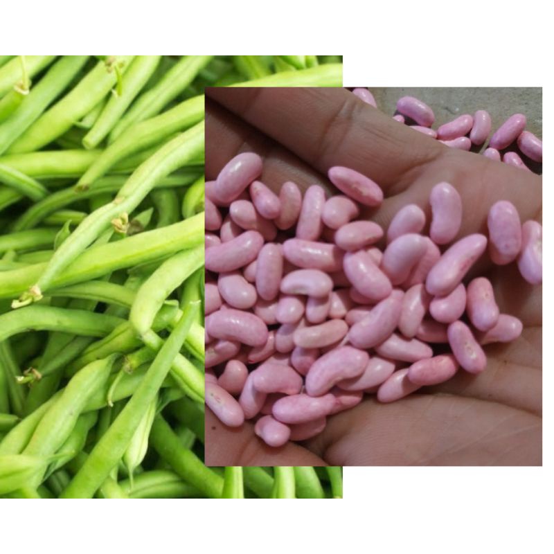 BIJI BUNCIS 500 GRAM / BIBIT BUNCIS / BENIH BUNCIS