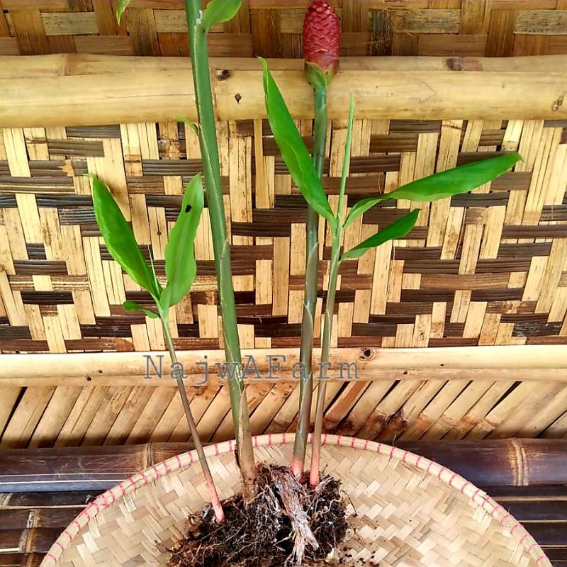 lempuyang gajah segar 250gr