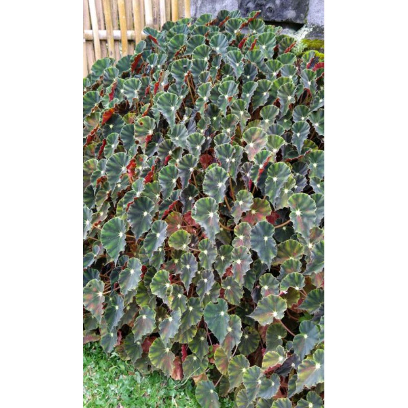 TANAMAN HIAS BEGONIA MINI MURAH