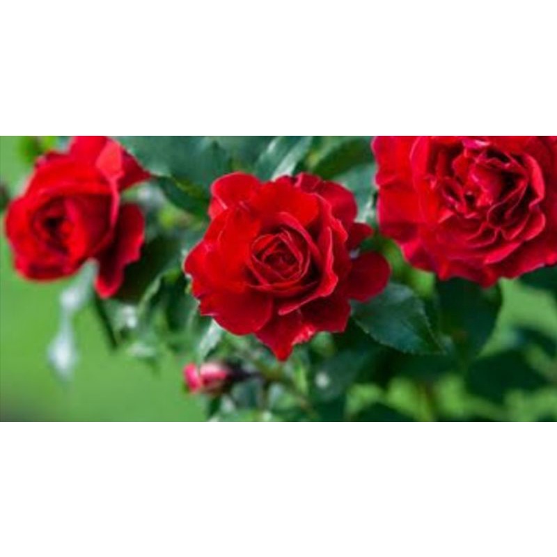 bibit bunga mawar merah