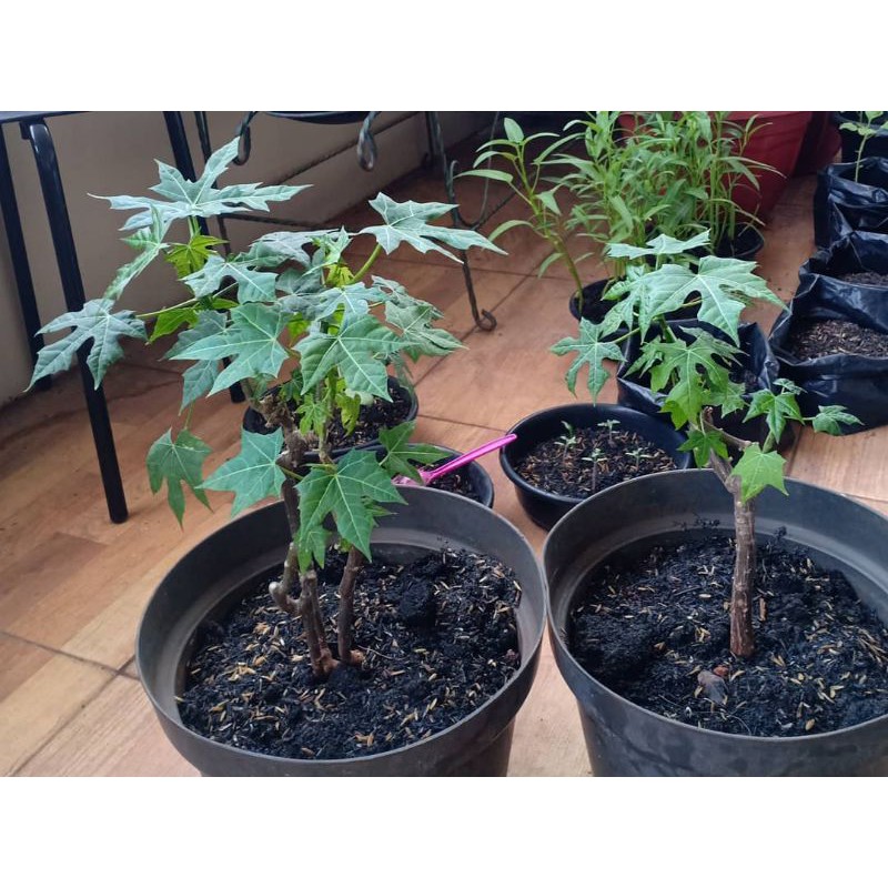 Bibit tanaman pepaya Jepang - pohon pepaya jepang