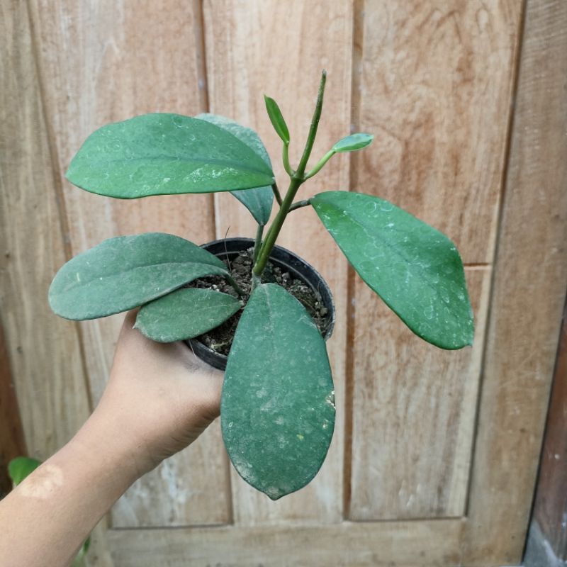 Tanaman Hias Hoya Diversifolia