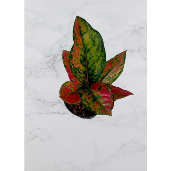 paket 5 pohon Aglonema Heng-heng