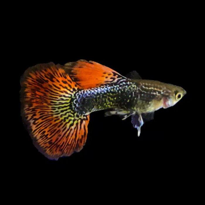 

ikan hias Guppy red dragon