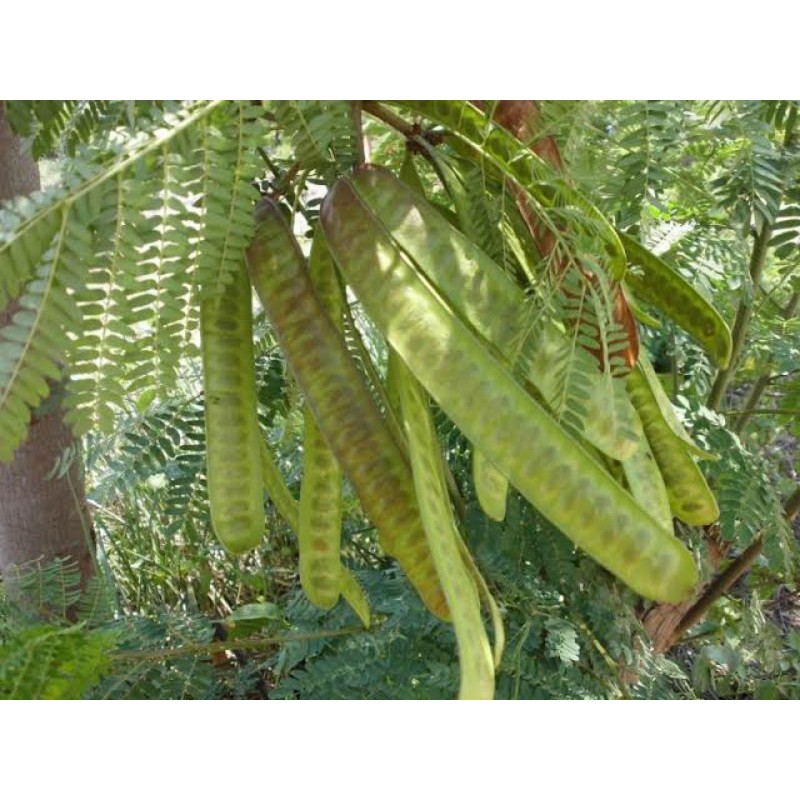 Benih Biji Tanaman Perdu Lamtoro Pohon Petai Cina 1kg