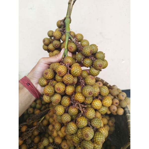 

jual buah rotan 1 kg / biji hoe asli