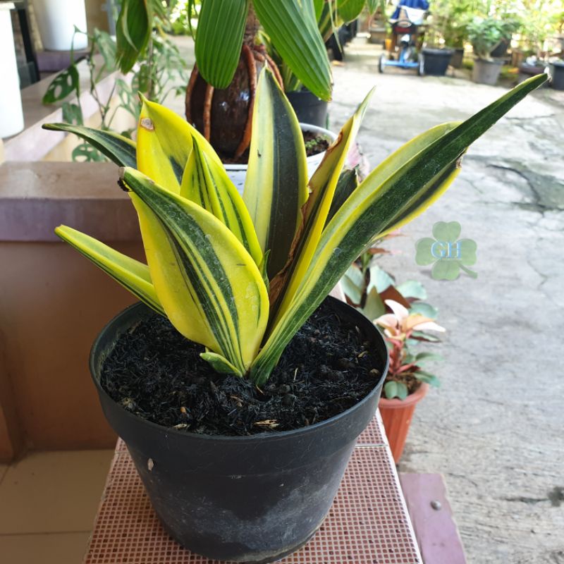 Tanaman Hias Sansevieria Mini Golden Flame Lidah Mertua Sansivera