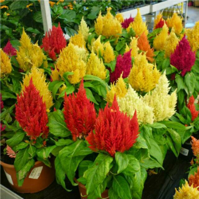 Benih Bunga Selosia (Celosia)