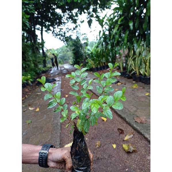 Tanaman herbal bidara arab || tanaman  widara arab asli ||bibit bidara arab tinggi 25- 40cm