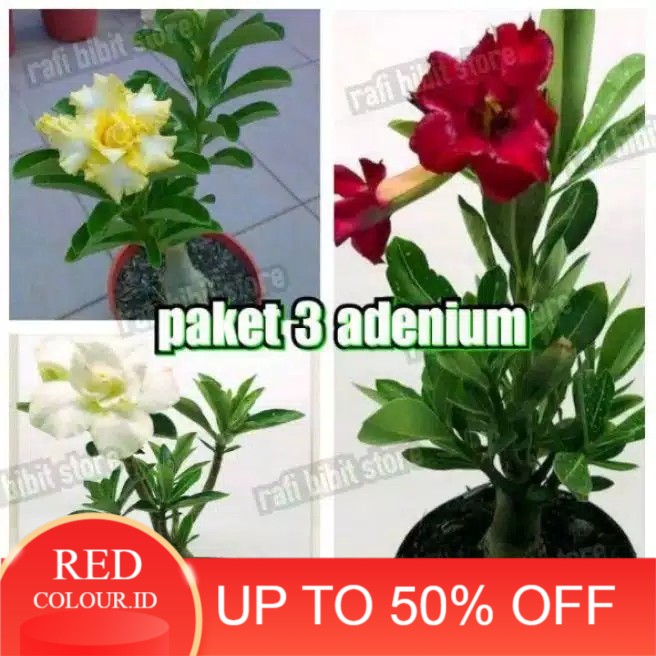 Paket 3 tanaman adenium bunga tumpuk - Tamanan hias adenium - adenium bunga tumpuk