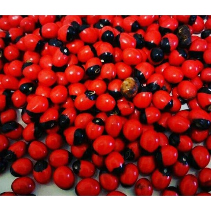 Terbaru biji benih saga sogok telik 1000/pcs