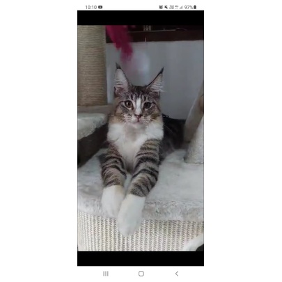 KUCING MAINE COON PED BERSERTIFIKAT