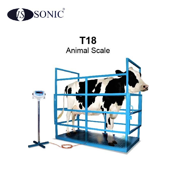 Timbangan sapi kurban kap 2ton
