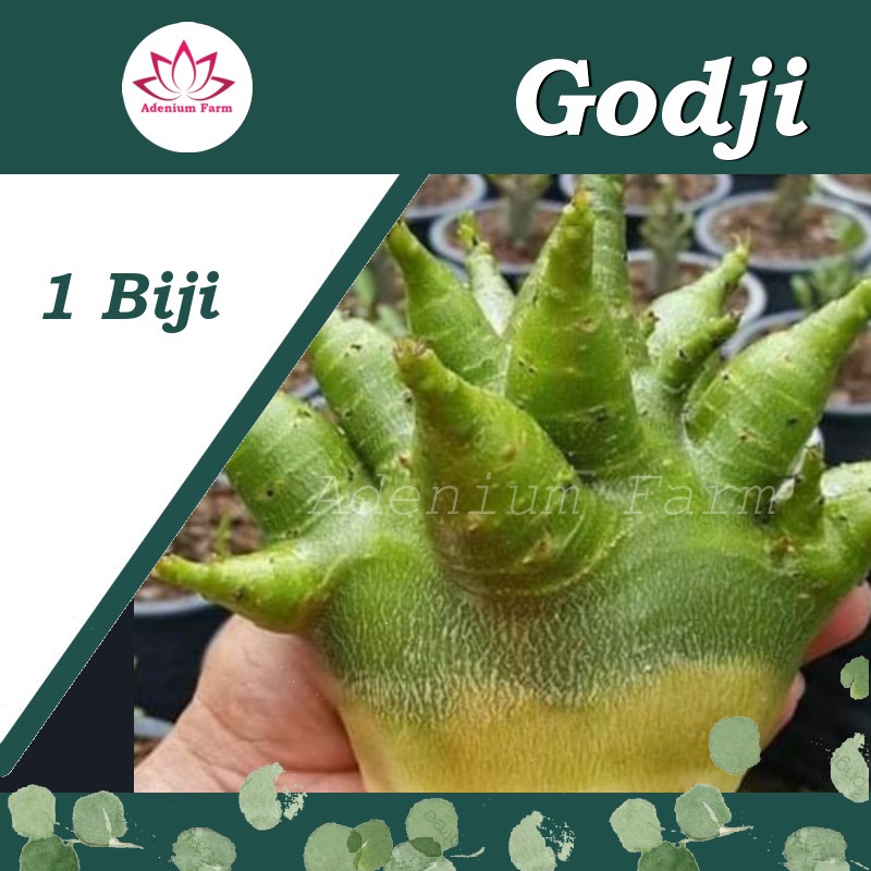 Benih Biji Bibit Adenium Arabikum Hibrid GODJI