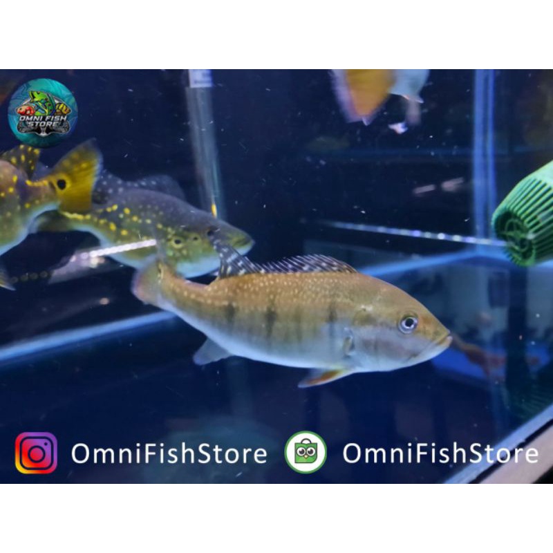 Ikan Peacock Bass Intermedia +- 17cm | omnifishstore
